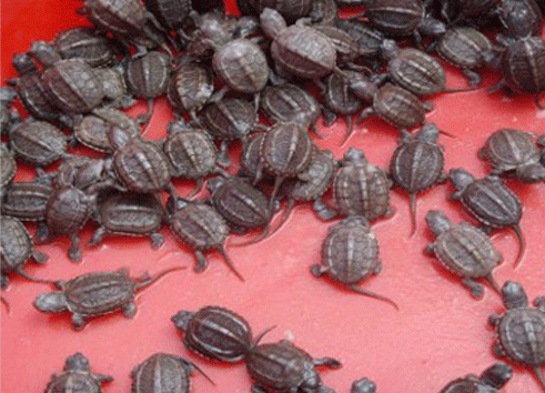 &ldquo;绿卡牌&rdquo;乌龟苗